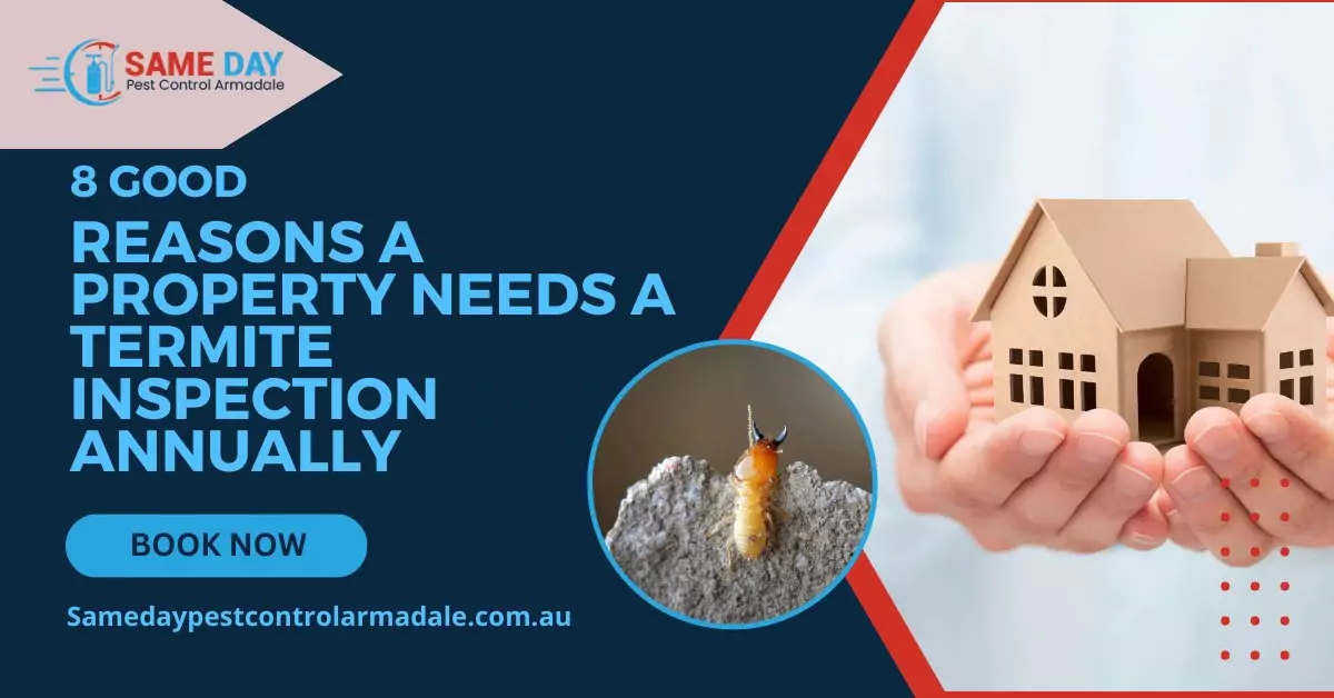 Here Are Some Reason for Termite Inspection Annually