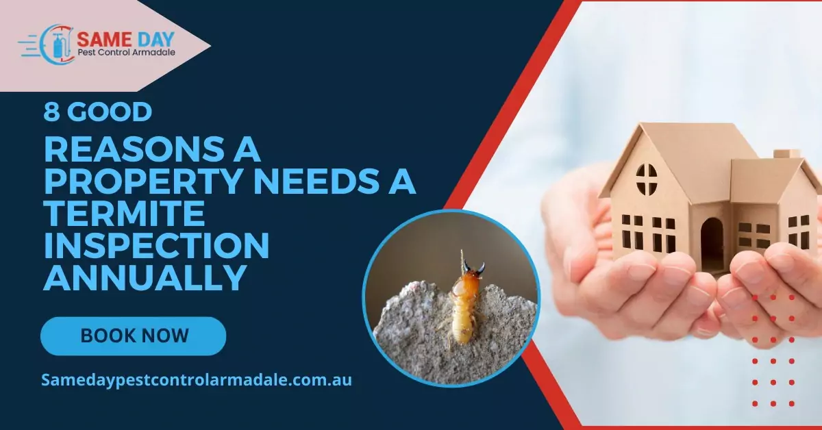 8 Good Reasons A Property Needs A Termite Inspection Annually