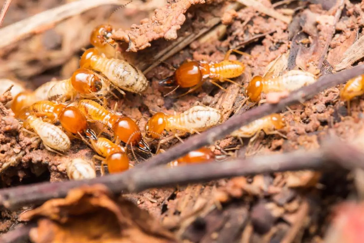 Termite Control