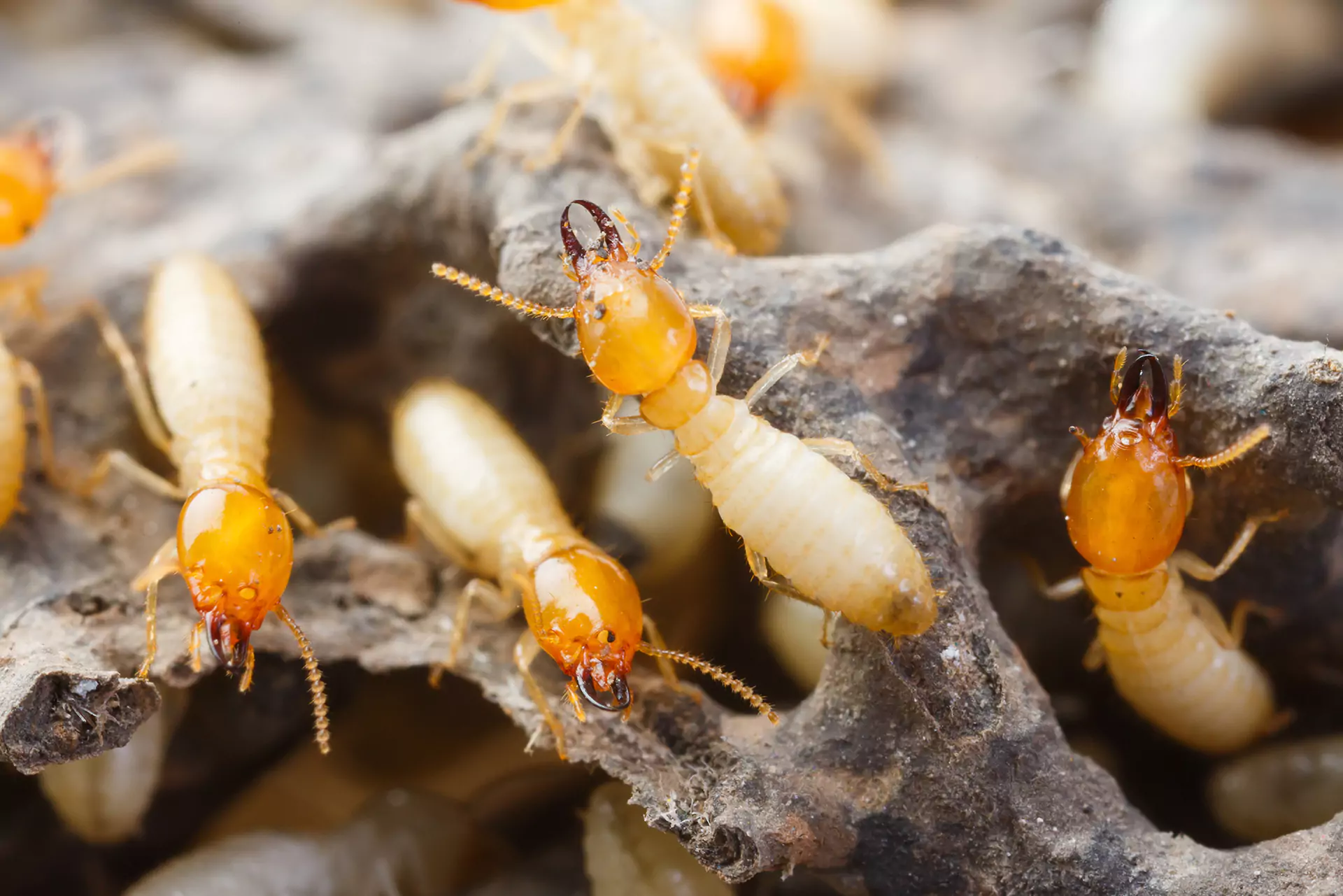 Termite Control