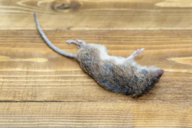 Dead Rat Removal Armadale