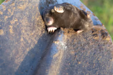 Dead Rodents Removal Armadale